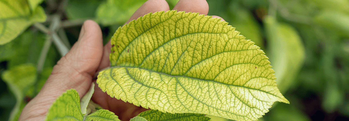 Pest And Disease Center Iron Chlorosis Banner 1440X500