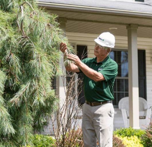 Inspecting Pine