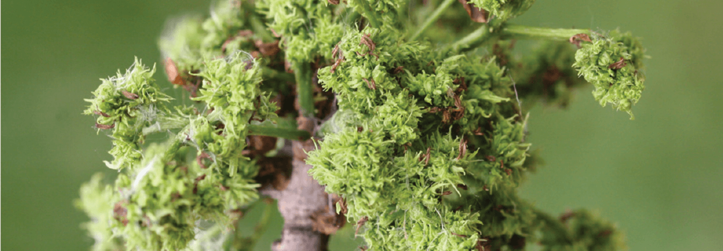 Pest And Disease Center Eriophyid Mites Banner 1440X500