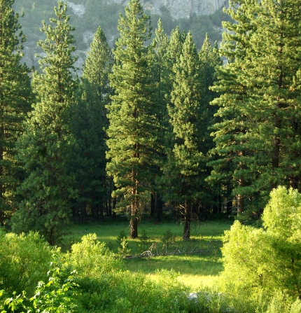 Treeline