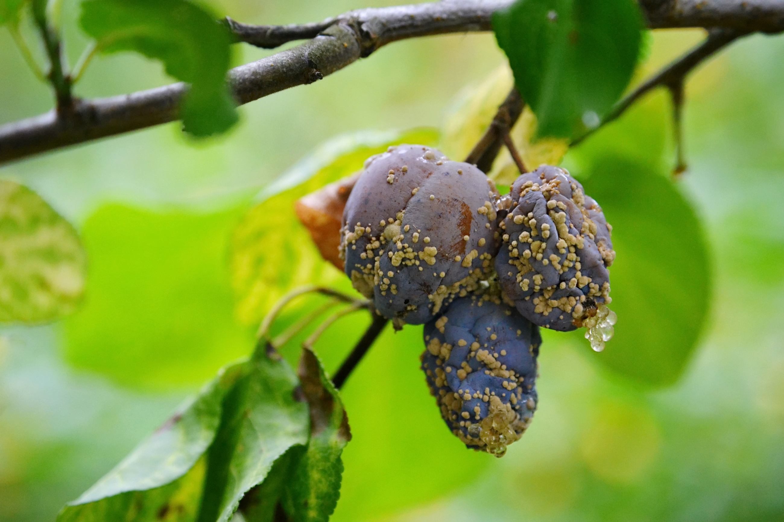 Shutterstock 1485999227 Plums Monilinia Brown Rot