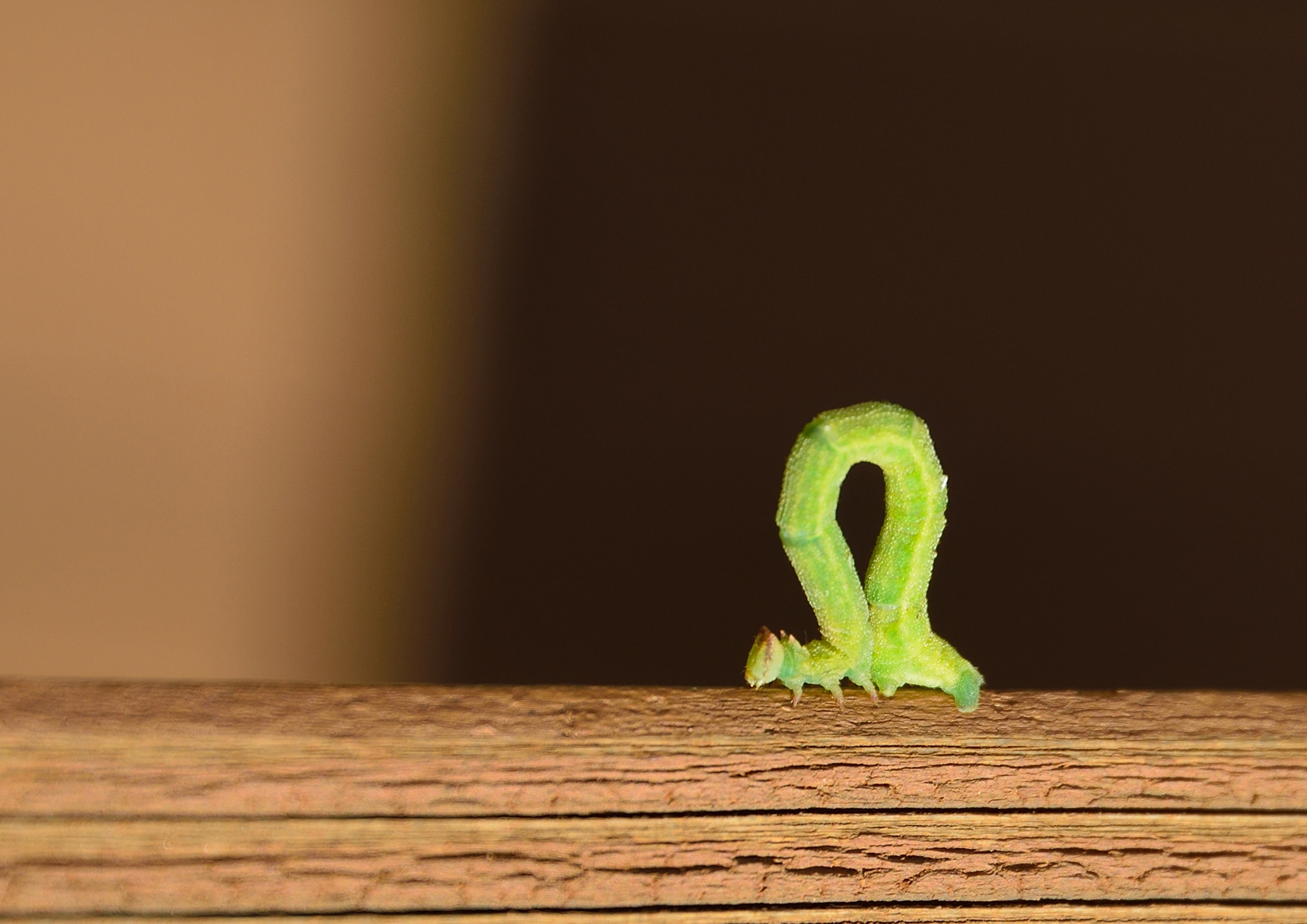 Spanworm
