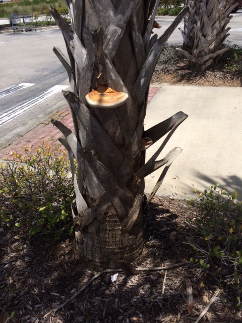 Ganoderma On Trunk1