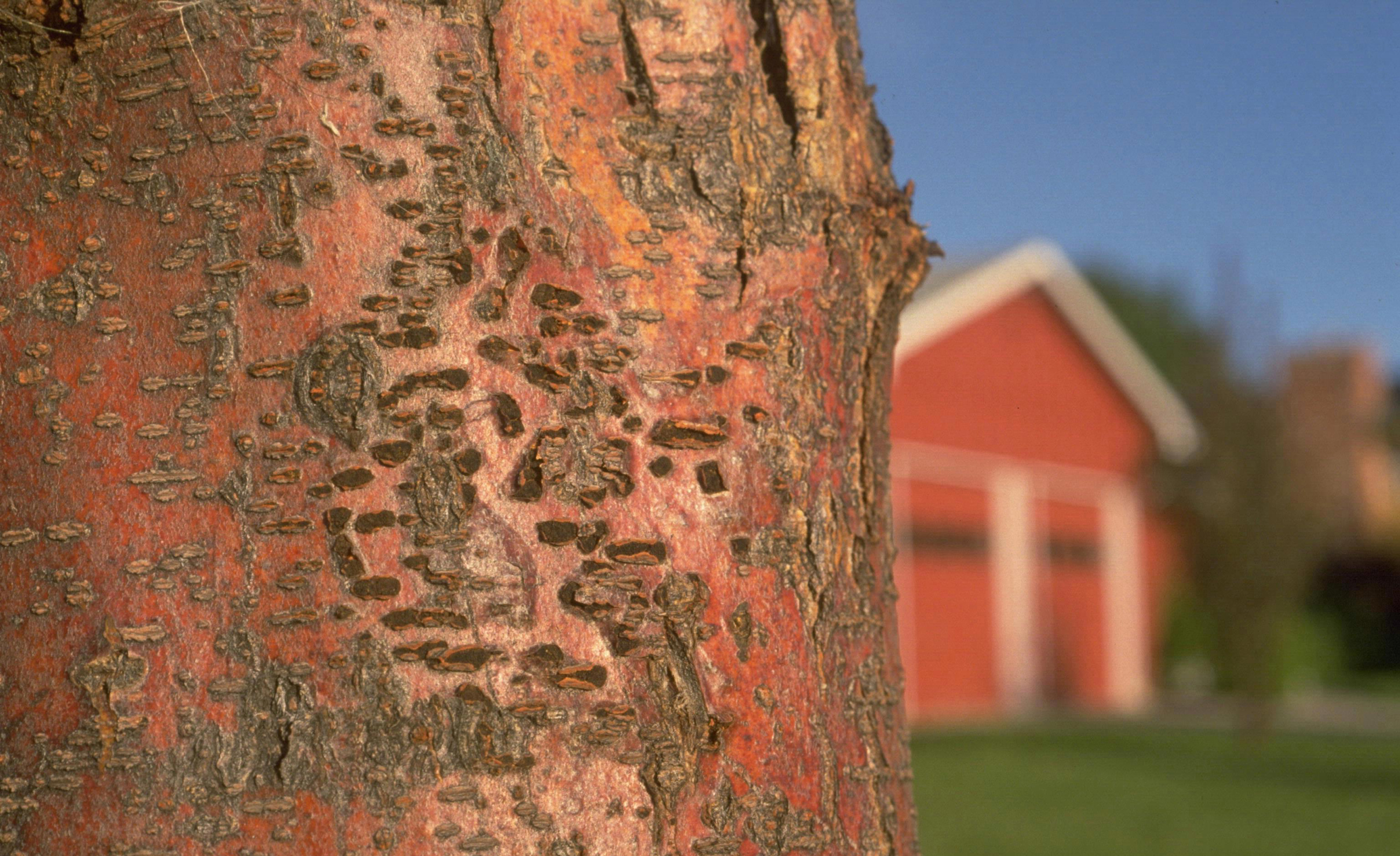 Thyronectria Canker