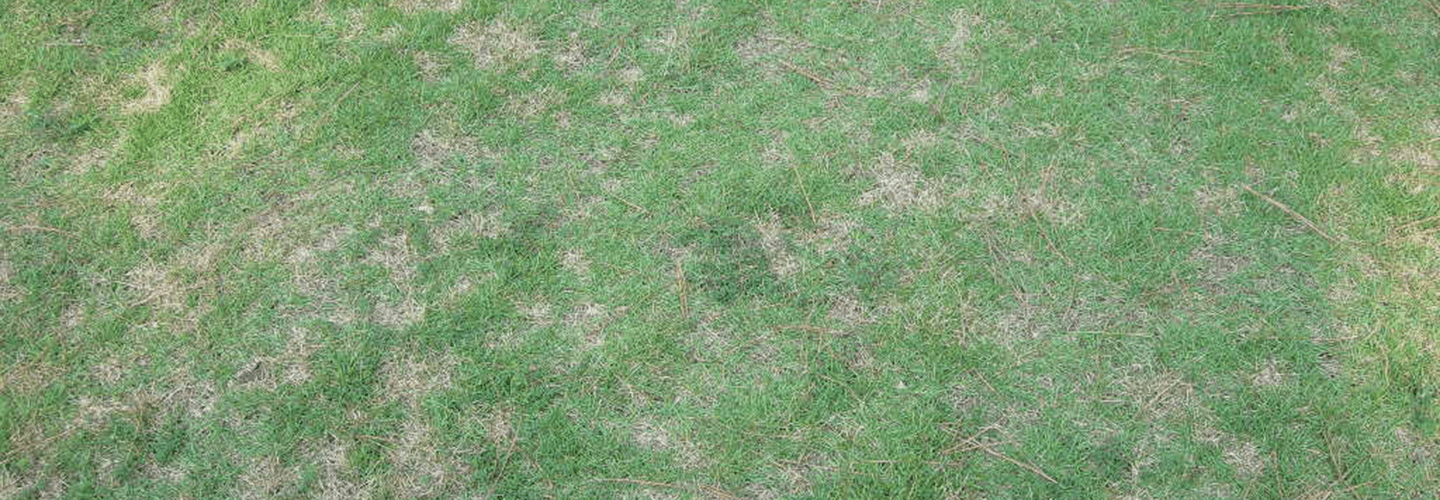 Pest And Disease Dollar Spot Banner 1440X500